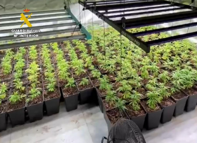 La Guardia Civil de Pont d’Inca desmantela una plantación de marihuana y un laboratorio de elaboración de hachís