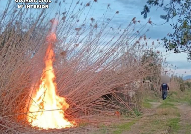 Detenido el autor de múltiples incendios forestales en el Parque Natural de S´Albufera