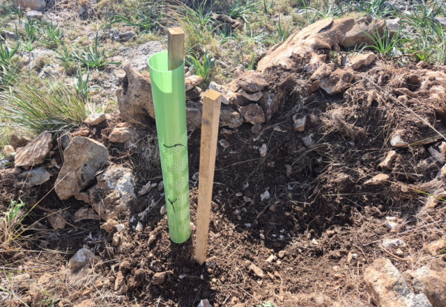 El Govern finaliza con éxito la primera fase de reforestación en el Parque Natural de la Península de Llevant, con más de 20.000 árboles plantados