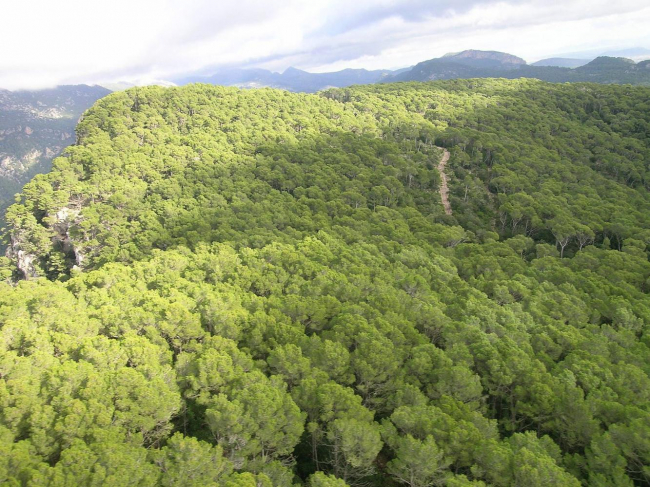 Les Illes Balears, pioneras en una metodología innovadora para medir y potenciar el carbono que almacenan sus bosques