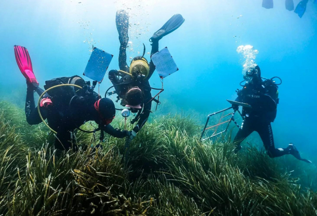 El Govern constata que más de la mitad de las estaciones de la Red Posidonia presentan un estado «bueno» o «muy bueno» 