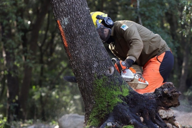 Tres años del temporal Juliette: el Govern restaura más de 400 hectáreas forestales, con una inversión de 3,4 millones de euros 