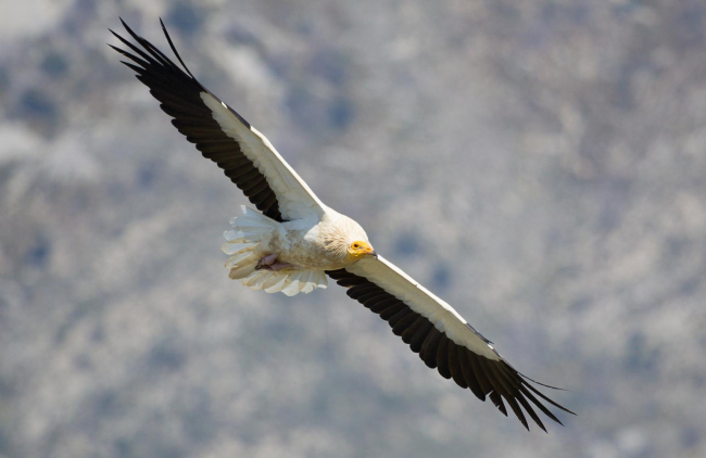 El Govern y el GOB impulsan una nueva edición del voluntariado de vigilancia de zonas sensibles para aves amenazadas en el Parc Natural de la Península de Llevant
