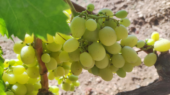La comercialización de vino de calidad de las Illes Balears se mantiene por encima de los 50.000 hectolitros en 2025, en un contexto de descenso del consumo estatal y europeo