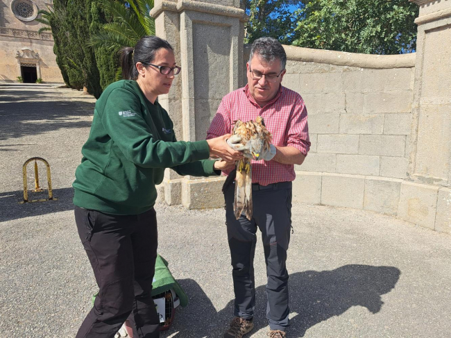 Liberan en la ermita de Bonany dos ejemplares de milano real recuperados en las instalaciones del Consorcio para la Recuperación de la Fauna de las Illes Balears (COFIB)