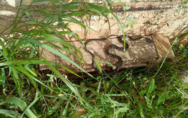 Se superan las 4.400 capturas de serpientes invasoras en las Pitiusas y se refuerza el dispositivo para proteger a la lagartija pitiusa