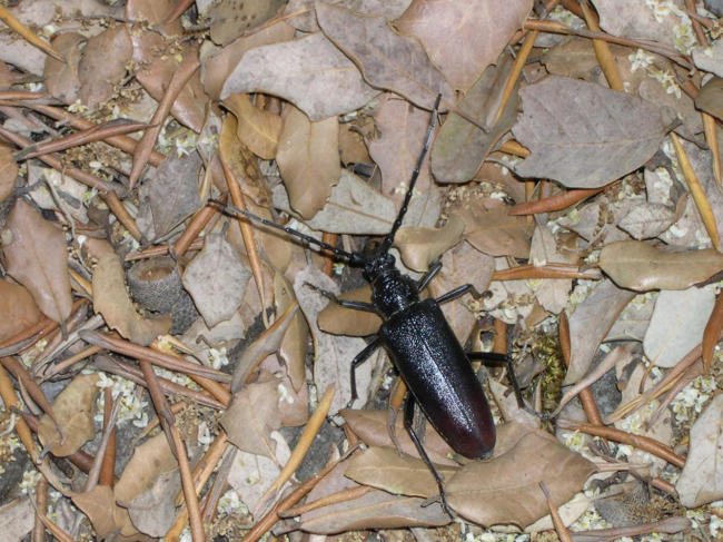 El Govern comunica al Ministerio la ampliación a toda Mallorca de las medidas excepcionales para controlar el banyarriquer