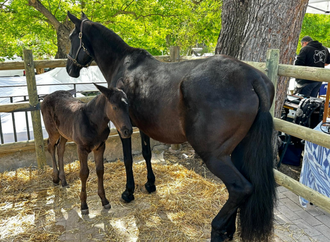 El Govern refuerza la promoción del caballo mallorquín con una nueva edición del Concurso Morfológico en Sineu