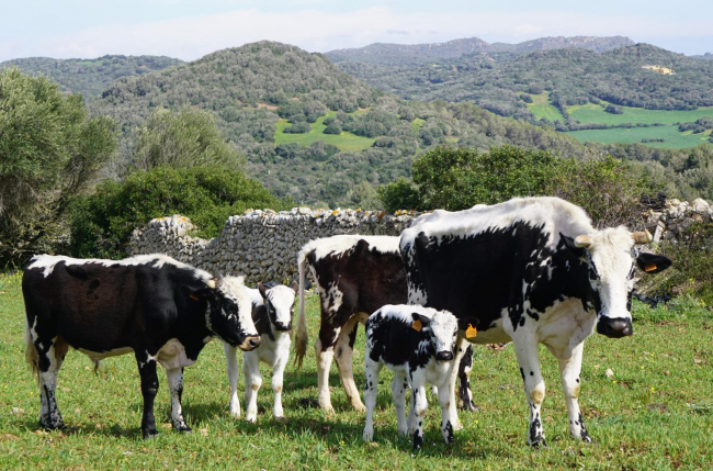 El Govern da el paso definitivo para el reconocimiento estatal de la vaca de la reina como raza autóctona
