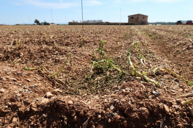 El Govern refuerza el apoyo al seguro agrario de la patata tras una campaña marcada por el viento y el pedrisco