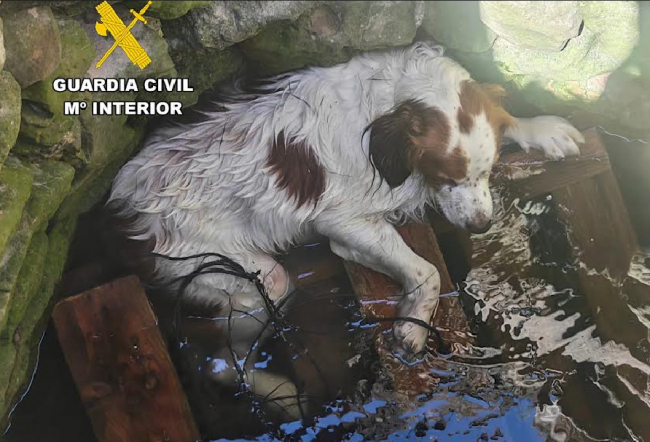 La Guardia Civil junto con Bomberos de Manacor rescata un perro tras caer seis metros a un pozo