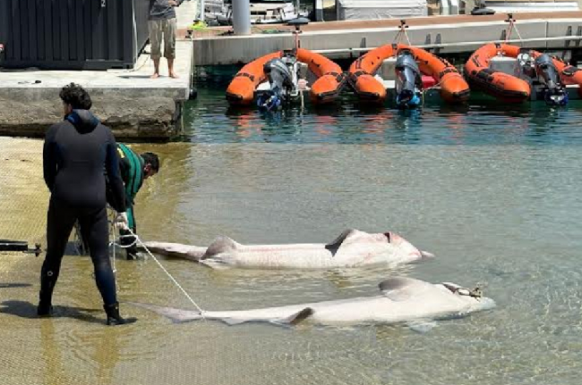 Hallados en Mallorca dos tiburones con graves heridas compatibles con interacción pesquera