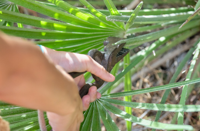 El Govern continúa impulsando el aprovechamiento tradicional del palmito en las fincas públicas del Parque Natural de la Península de Llevant