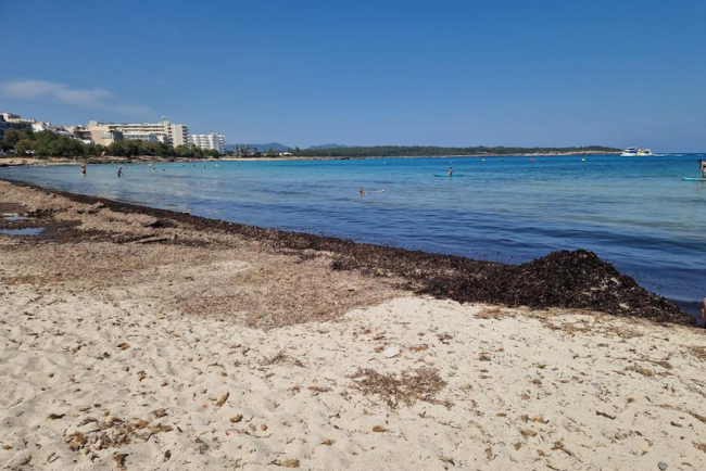 El PP de Manacor exige la retirada inmediata de las algas acumuladas en la playa de s'Illot
