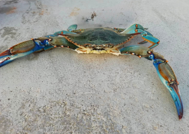 El Govern anuncia que los pescadores recreativos podrán capturar cangrejo azul en Formentera