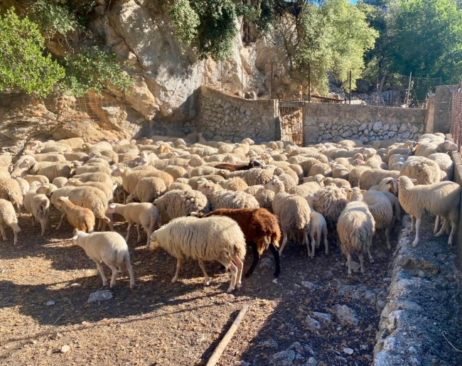 Agricultura culmina la regulación de los usos agrícolas de la lana con la publicación en el BOIB de la resolución que autoriza su aplicación al suelo