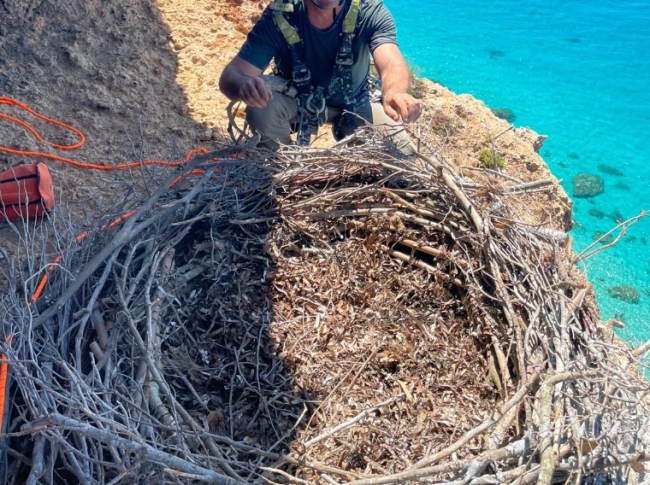 El Govern refuerza la recuperación del águila pescadora con la instalación de ocho nidos artificiales en las Illes Balears 