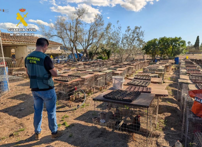 La Guardia Civil ha investigado a tres personas por maltrato animal e intrusismo profesional en Campanet