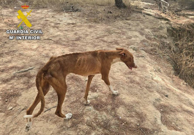 La Guardia Civil ha investigado a una persona por un delito de maltrato animal