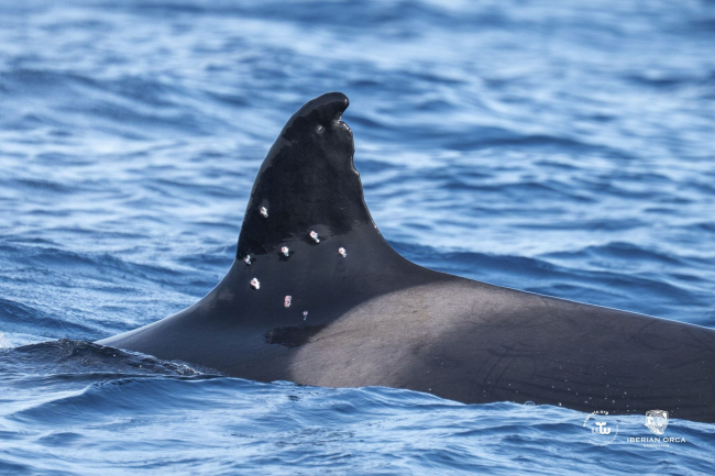 El MITECO abre actuaciones previas de investigación tras el avistamiento en aguas de Gibraltar de una orca con posibles marcas de perdigones en su aleta dorsal