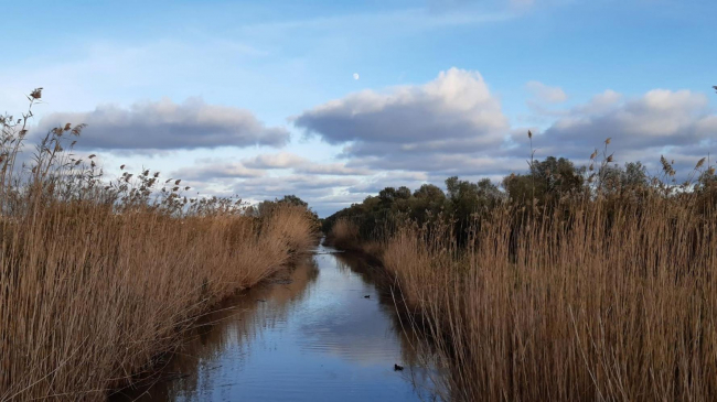El Parque Natural de s’Albufera de Mallorca cerrará temporalmente del 19 al 24 de agosto por obras de mejora
