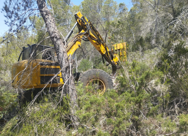El Govern culmina la restauración de 134 hectáreas forestales para reforzar la prevención de incendios en las Illes Balears 