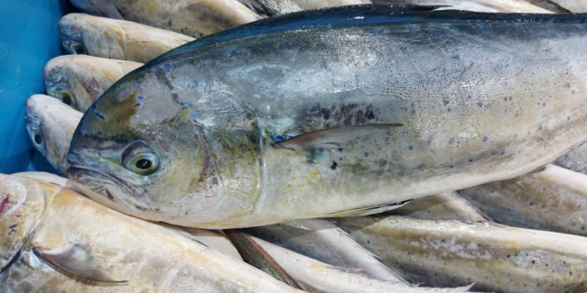 La temporada de pesca de la llampuga comienza este martes, 25 de agosto, en las Illes Balears