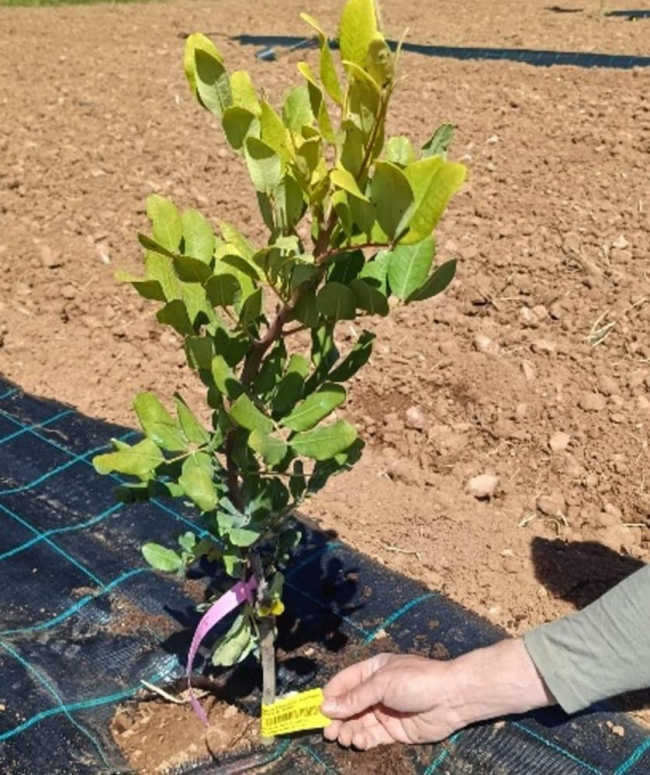 El Govern desarrolla el primer programa de selección de portainjertos de algarrobo para adaptar el cultivo al cambio climático