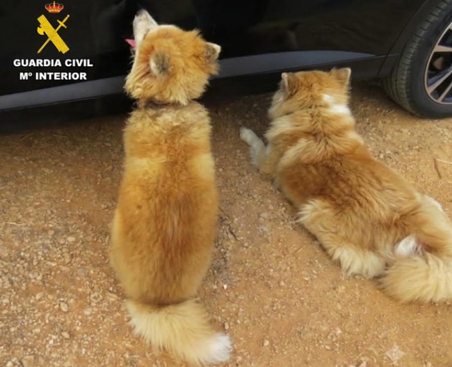 La Guardia Civil ha investigado a una persona por maltrato animal