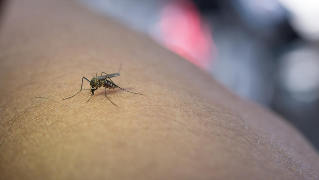 Salud refuerza la vigilancia sobre el virus del Nilo occidental (FNO) tras la detección de cuatro casos positivos en équidos de Menorca 