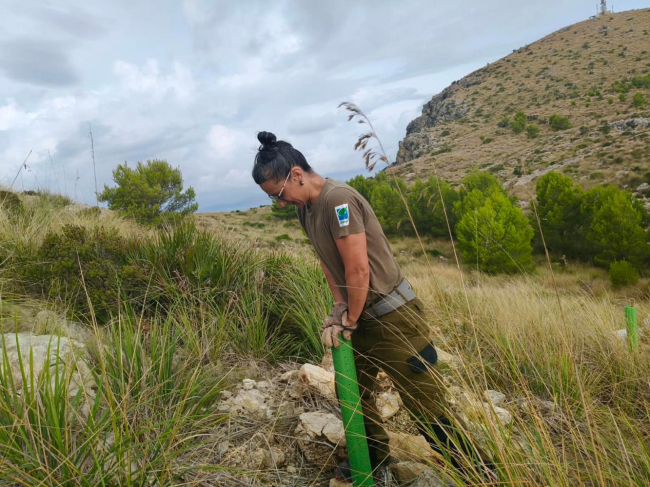 El Govern inicia una nueva campaña de reforestación en el Parque Natural de la Península de Llevant con el objetivo de superar los 40.000 árboles plantados